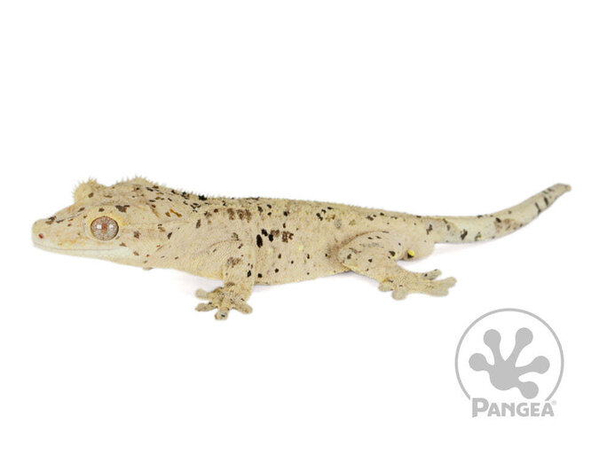 super dalmation crested gecko